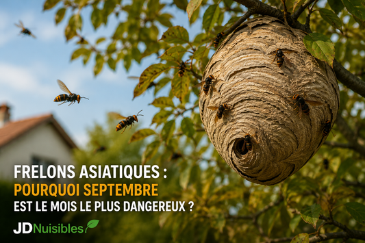 frelons asiatiques